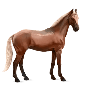 cheval de selle pure race espagnole bai cerise