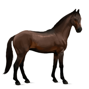 cheval de selle anglo-arabe bai brûlé