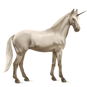 licorne de selle marwari pie tobiano cremello