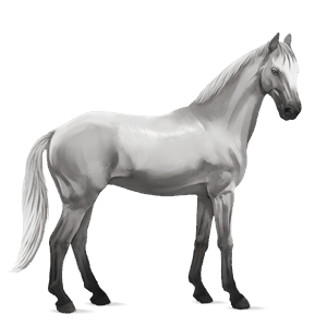 cheval de selle anglo-arabe gris clair