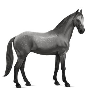 cheval de selle kwpn gris pommelé