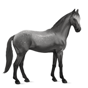 cheval de selle lusitanien gris pommelé