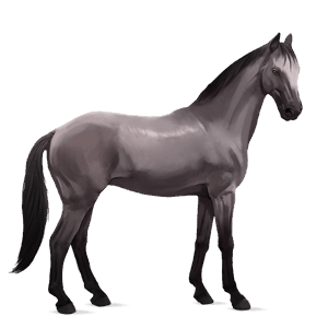 cheval de selle selle français gris souris