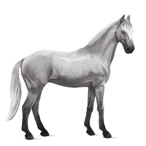 cheval de selle shagya noir