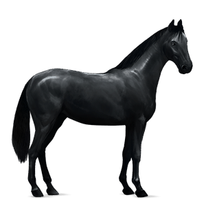cheval de selle tennessee walker gris clair