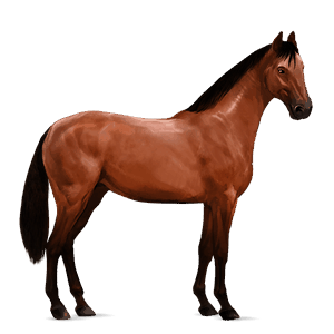 cheval de selle kwpn bai cerise