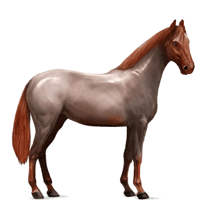 cheval de selle trotteur américain bai cerise