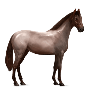 cheval de selle camargue gris clair