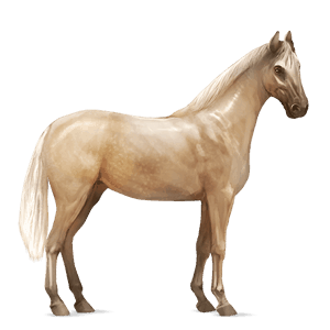 cheval de selle lusitanien palomino