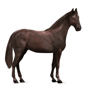 cheval de selle cheval islandais alezan