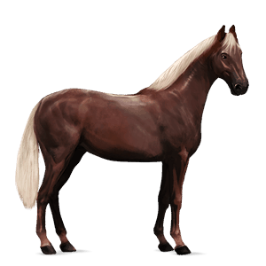 cheval de selle arabe bai cerise