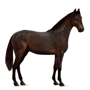 cheval de selle pure race espagnole bai cerise