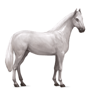 cheval de selle hunter irlandais gris clair