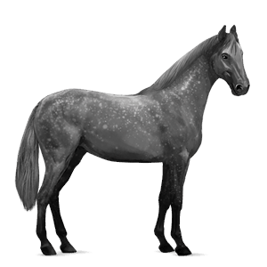 cheval de selle selle français gris pommelé