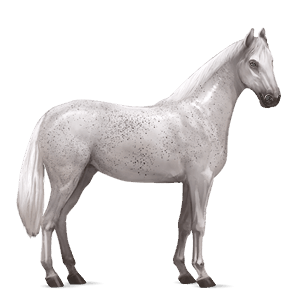 cheval de selle holstein gris clair