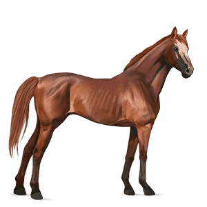 cheval de selle arabe gris truité