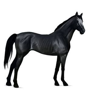 cheval de selle pur-sang anglais noir