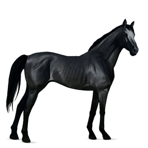 cheval de selle hackney noir