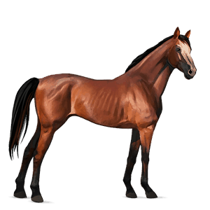 cheval de selle pur-sang anglais bai cerise
