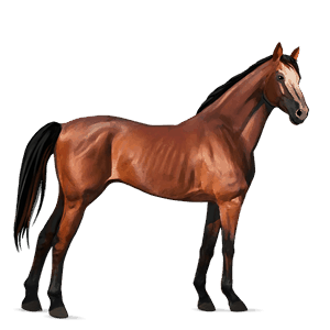 cheval de selle arabe alezan brûlé