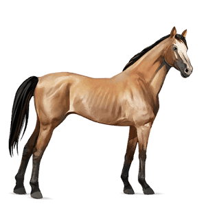 cheval de selle pur-sang anglais isabelle