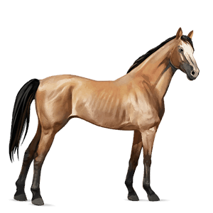 cheval de selle brumby palomino