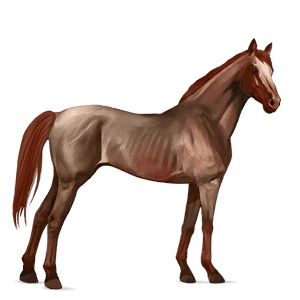 cheval de selle pur-sang anglais aubère