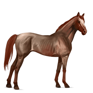 cheval de selle hanovrien alezan