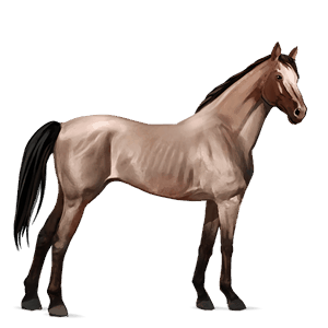 cheval de selle trotteur américain bai cerise