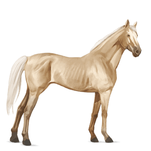 cheval de selle pure race espagnole gris pommelé