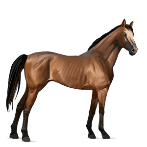 cheval de selle cheval islandais bai