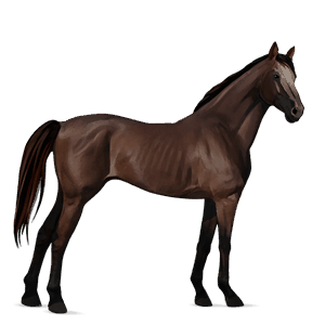 cheval de selle paint horse pie alezan overo