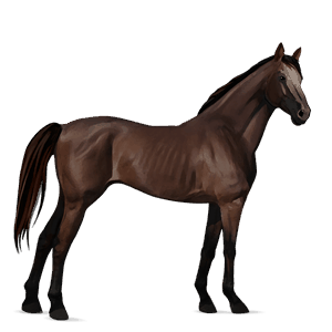 cheval de selle hanovrien alezan brûlé