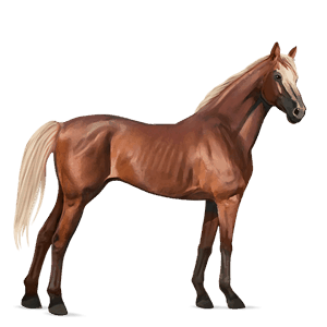 cheval de selle pur-sang anglais alezan crins lavés