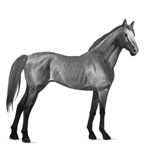 cheval de selle pur-sang anglais gris pommelé