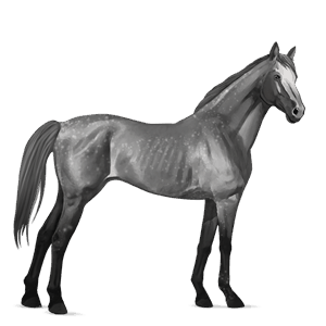 cheval de selle selle français gris pommelé