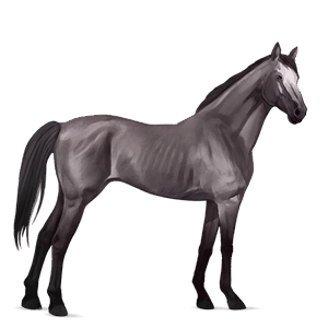 cheval de selle quarter horse alezan brûlé