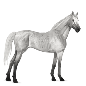 cheval de selle arabe gris truité