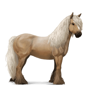 cheval de selle cheval islandais palomino