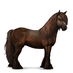 cheval de selle cheval canadien alezan brûlé