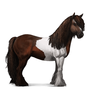 cheval de selle tinker pie tobiano bai brûlé