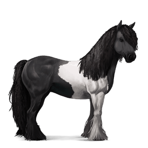 cheval de selle tinker noir