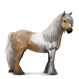 cheval de selle pure race espagnole gris pommelé