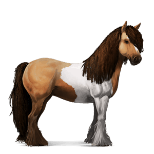 cheval de selle arabe gris pommelé