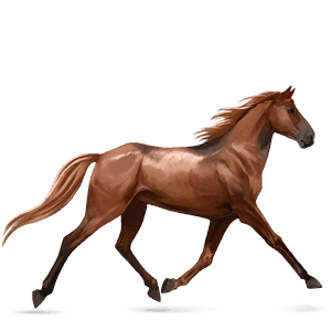 cheval de selle arabe aubère