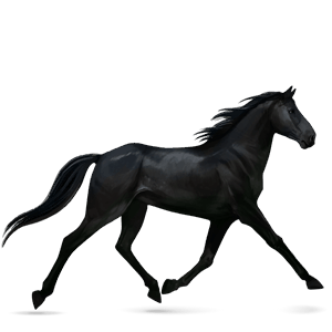 cheval de selle arabe gris clair