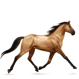 cheval de selle lusitanien isabelle