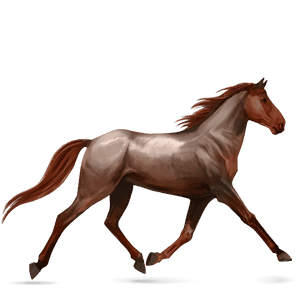 cheval de selle arabe alezan