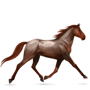 cheval de selle arabe bai cerise