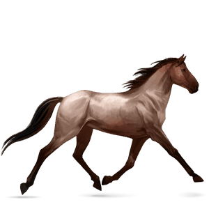 cheval de selle hanovrien noir